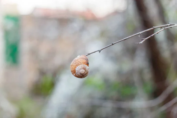 나뭇가지 매달려 달팽이의 — 스톡 사진