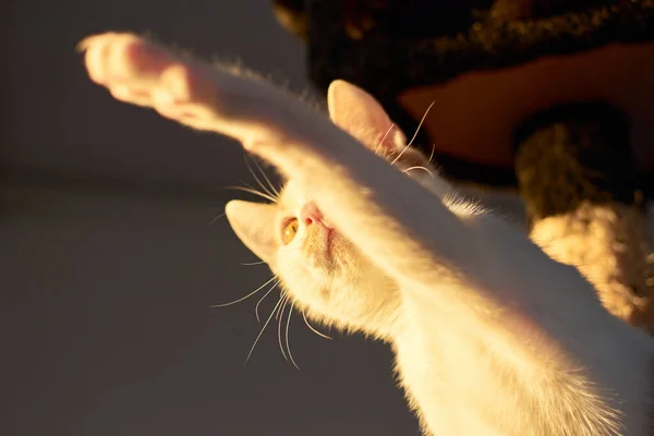 Selective Focus Shot Sunkissed White Kitten Reaching Something Paw — Stock Photo, Image