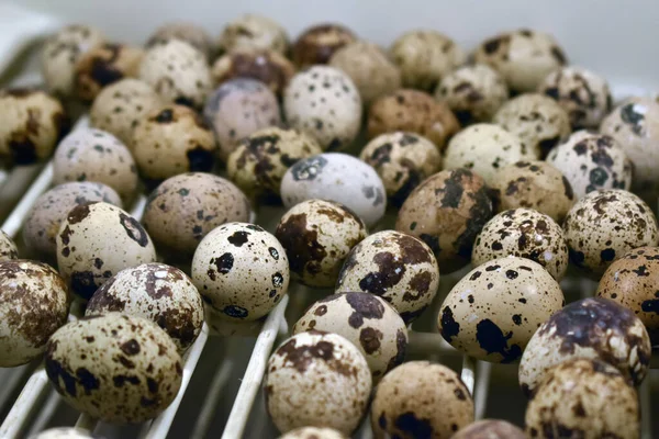 High Angle Closeup Multiple Quail Eggs Piled White Surface — Stock Photo, Image