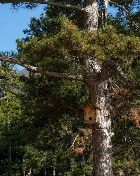 Uma Bela Cena Dos Pinheiros Arbustos Uma Casa Pássaros Madeira — Fotografia de Stock