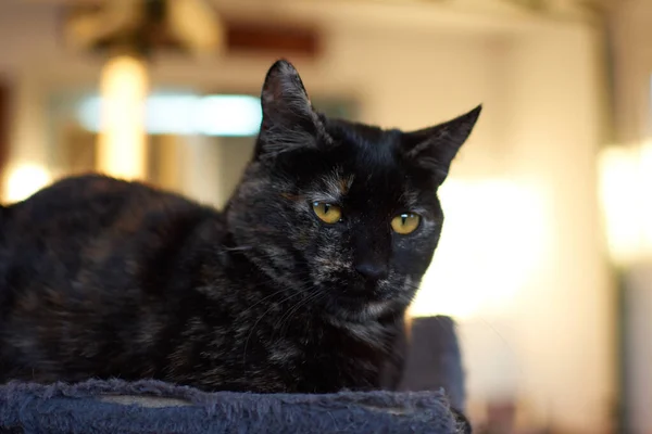 Szelektív Fókuszfelvétel Egy Aranyos Fekete Macskáról — Stock Fotó