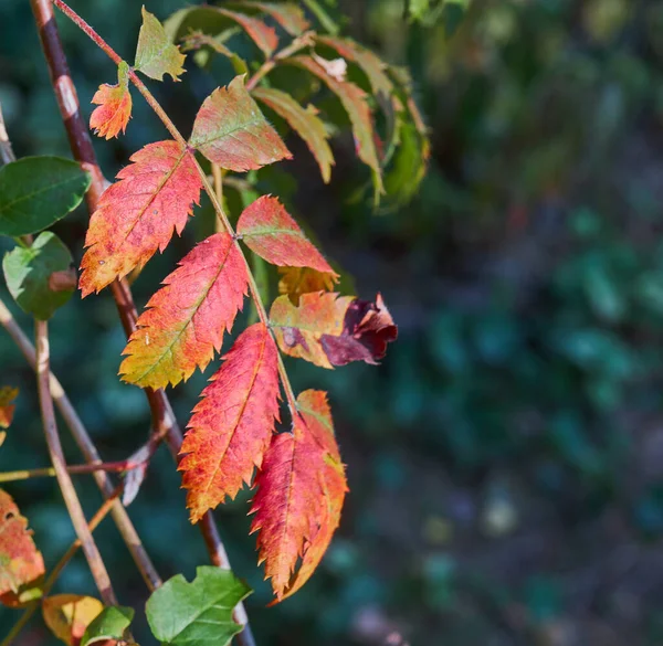 Een Close Shot Van Droge Herfst Rode Bladeren — Stockfoto