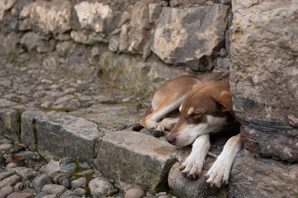 Primo Piano Cucciolo Che Dorme Sul Ciglio Una Strada — Foto Stock