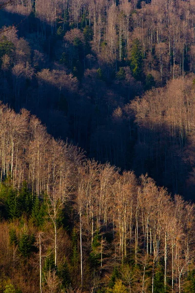 Лес Буковых Деревьев Весной — стоковое фото