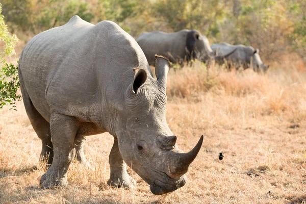 Rhinocéros Blanc Africain Avec Une Grande Corne Sur Safari Afrique — Photo