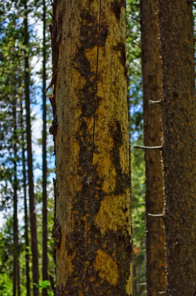 Vertical Shot Pine Tree Trunk Sunlight — Stock Photo, Image