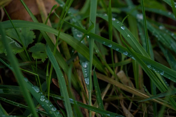 Gros Plan Herbe Avec Rosée Sur Eux Dans Champ Avec — Photo