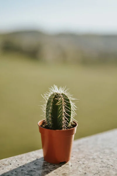 Detailní Záběr Malého Kaktusu Hrnci — Stock fotografie