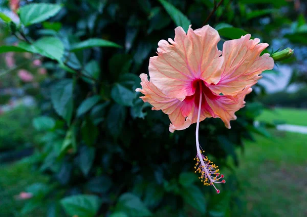 Gros Plan Une Fleur Hibiscus Orange Fleurs — Photo