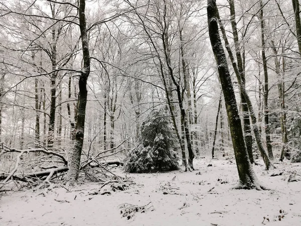 挪威拉尔维克冬季雪地森林的特写镜头 — 图库照片