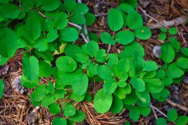 森の中の野生の緑の植物のトップビュー — ストック写真