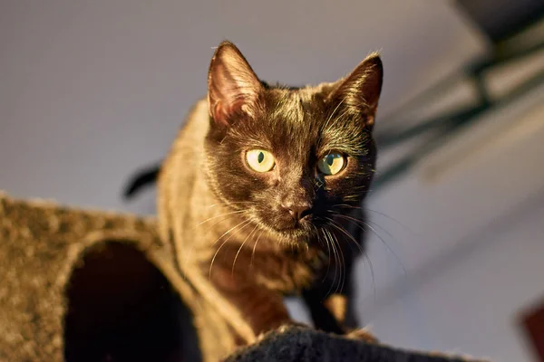 Eine Selektive Fokusaufnahme Einer Gesunkenen Burmesischen Katze Auf Einem Katzenturm — Stockfoto