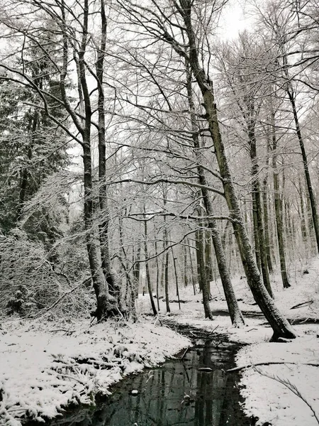 Paysage Vertical Une Forêt Hiver Larvik Norvège — Photo