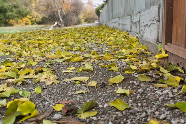 Feuilles Automne Dans Parc — Photo