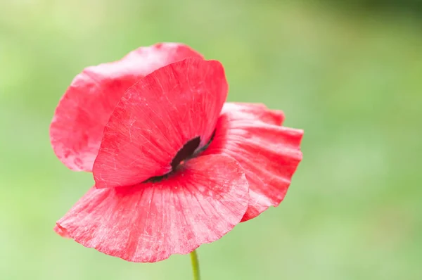 Mise Point Peu Profonde Coquelicot Rouge — Photo