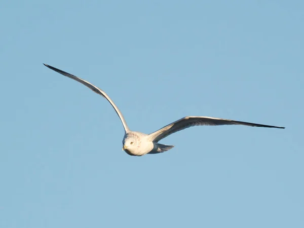 Mouette Dans Ciel Bleu Clair — Photo