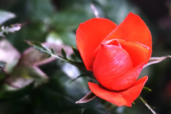 Μια Επιλεκτική Φωτογραφία Ενός Κόκκινου Τριαντάφυλλου Που Φυτρώνει Στον Κήπο — Φωτογραφία Αρχείου