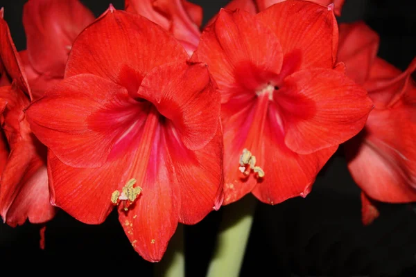 Eine Selektive Fokusaufnahme Exotischer Roter Blumen Vor Dunklem Hintergrund — Stockfoto