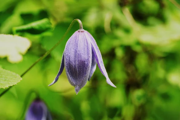 Egy Közeli Felvétel Egy Gyönyörű Clematis Bud Ról — Stock Fotó