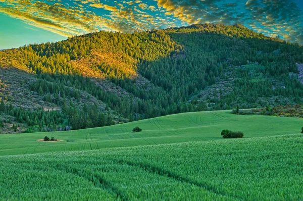 Ein Schöner Blick Auf Ein Grünes Feld Mit Bergbäumen Hintergrund — Stockfoto