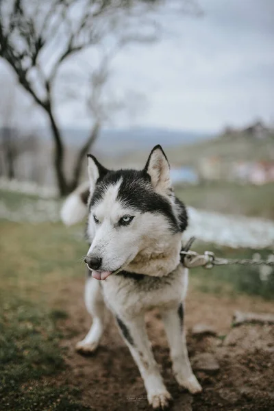 Primo Piano Bel Husky Mezzo Alla Natura — Foto Stock