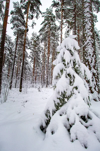 Vertikální Záběr Krásného Zasněženého Lesa Vysokými Stromy Dne — Stock fotografie