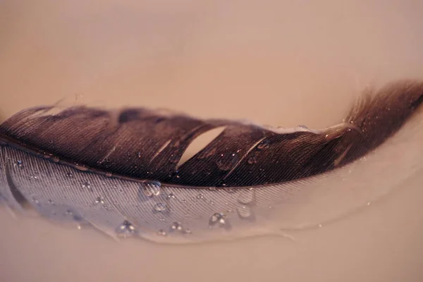 梅の上の水滴のクローズアップショット — ストック写真