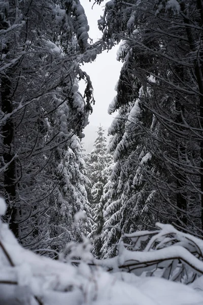 Plan Vertical Sapins Couverts Neige Montant Vers Ciel Pendant Hiver — Photo