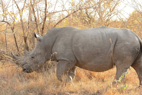 Großaufnahme Eines Breitmaulnashorns Auf Einer Wiese Gras Unter Dem Sonnenlicht — Stockfoto