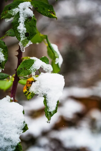 Eine Vertikale Aufnahme Eines Rosenzweiges Der Mit Eis Und Schnee — Stockfoto