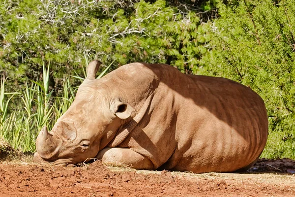 Gran Rinoceronte Descansando Sol —  Fotos de Stock