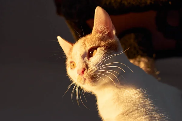 白い子猫の選択的フォーカスショット — ストック写真