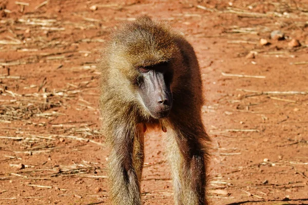 Babouin Chacma Marche Sur Une Parcelle Déserte Dans Zoo — Photo