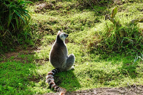 Zbliżenie Strzał Słodkie Panda Zoo — Zdjęcie stockowe