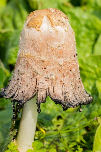 南アフリカのケープタウンの新鮮な牧草地で栽培されている野生の食用キノコの垂直ショット — ストック写真