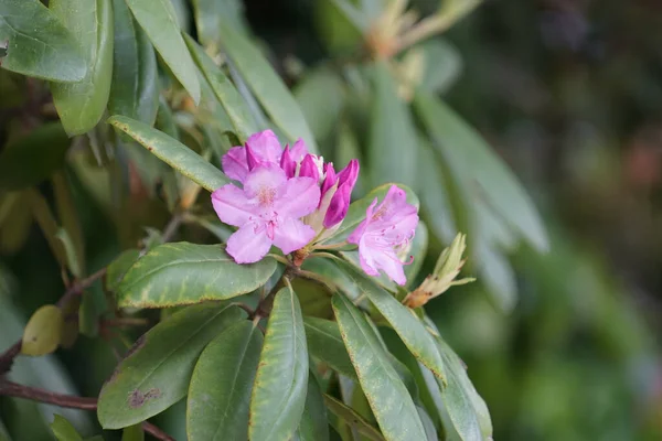 Primer Plano Hermosas Flores Rododendro Púrpura — Foto de Stock
