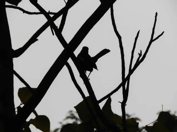 Завораживающий Снимок Воробья Сидящего Ветке Дерева Темном Месте — стоковое фото