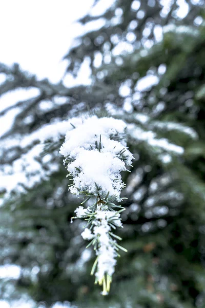 Eine Selektive Fokusaufnahme Eines Tannenzweiges Mit Schnee Darauf — Stockfoto