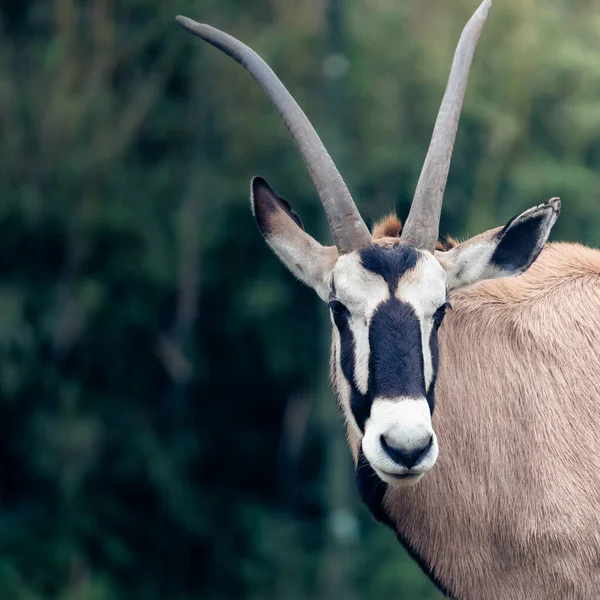Closeup Shot African Pinbuck Oryx Gazelle Scientific Name Oryx Gazella — Stock Photo, Image