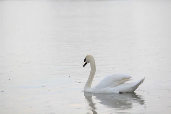 Gros Plan Merveilleux Cygne Blanc Nageant Dans Eau — Photo