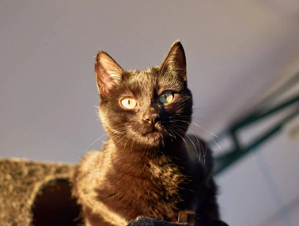 Una Toma Selectiva Enfoque Gato Birmano Besado Por Sol Una — Foto de Stock