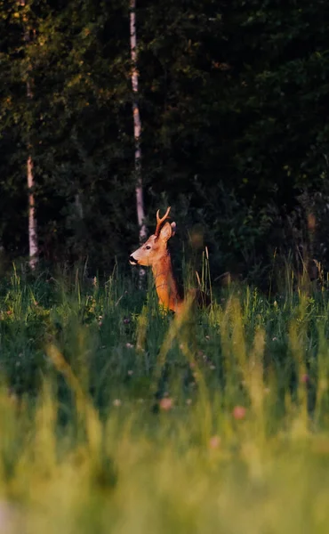 Plan Vertical Cerf Debout Dans Verdure Jour — Photo