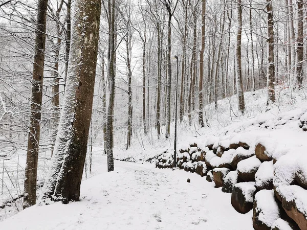 Gros Plan Une Forêt Enneigée Hiver Larvik Norvège — Photo