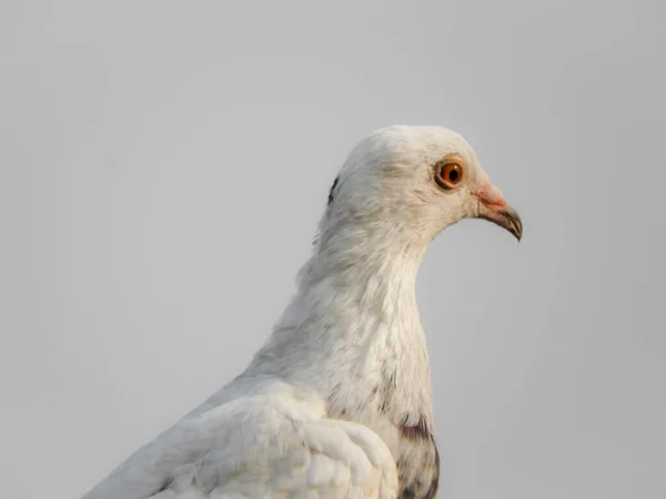 Nahaufnahme Eines Weißen Taubenkopfes Auf Grauem Hintergrund — Stockfoto