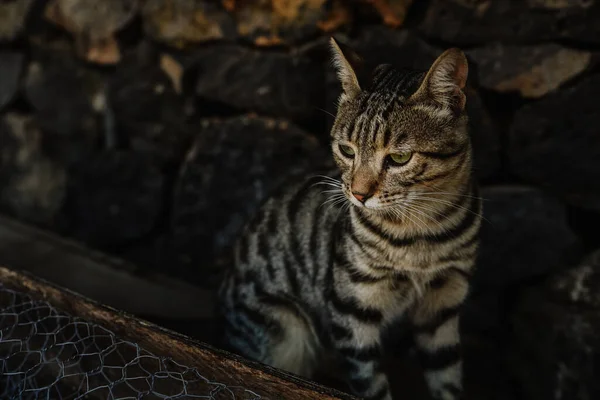 배경에 스러운 고양이의 클로즈업 — 스톡 사진