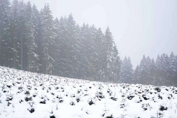 Paysage Envoûtant Champ Devant Une Forêt Sapins Couverts Lourds — Photo