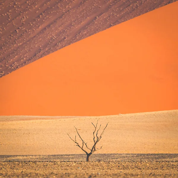 Belo Tiro Uma Única Árvore Seca Deserto Colorido — Fotografia de Stock