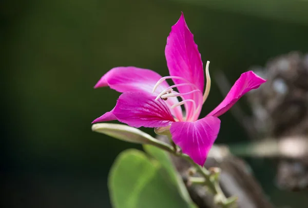 一张美丽盛开的紫荆花的特写照片 — 图库照片