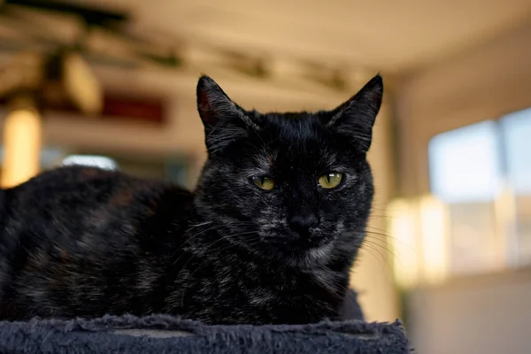 Eine Selektive Fokusaufnahme Einer Niedlichen Schwarzen Katze — Stockfoto