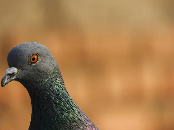 Bulanık Bir Arka Planda Gri Bir Güvercin Kafasının Yakın Plan — Stok fotoğraf